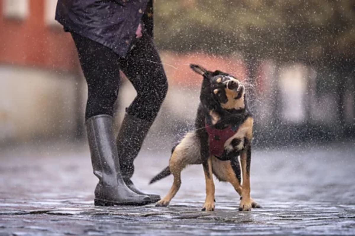Why Rain Actually Makes You Happier, Science Confirms - Image 4