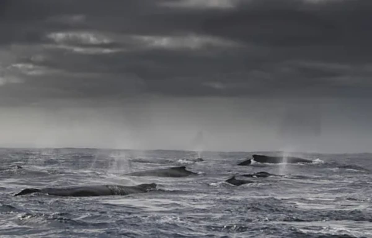 304 Humpback Whales Spotted in One Day Off South Africa - Image 2