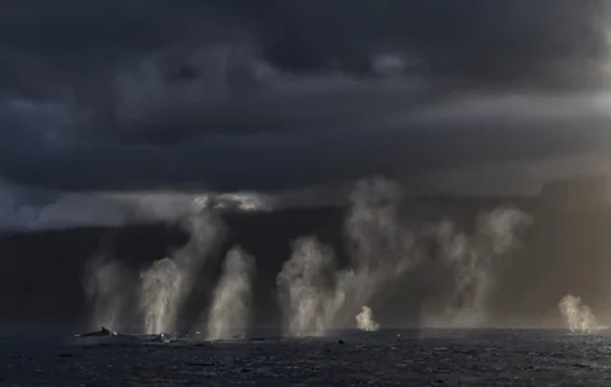 304 Humpback Whales Spotted in One Day Off South Africa - Image 3