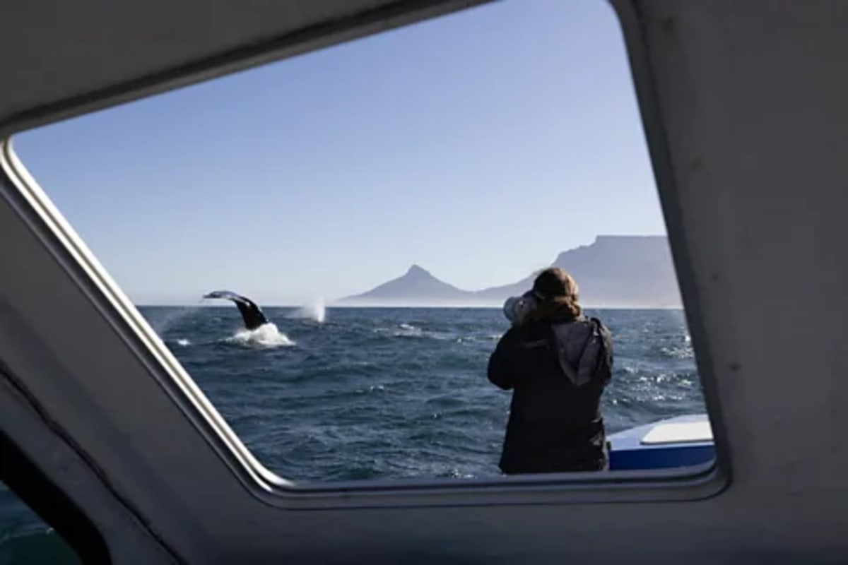 304 Humpback Whales Spotted in One Day Off South Africa - Image 4