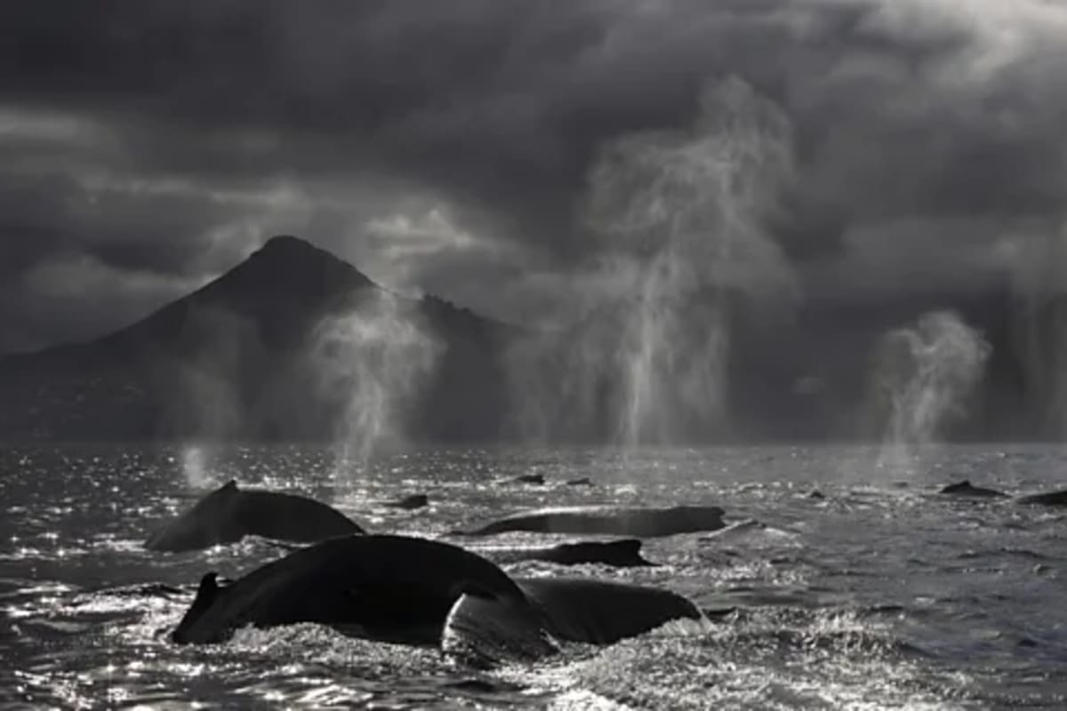 304 Humpback Whales Spotted in One Day Off South Africa - Image 5