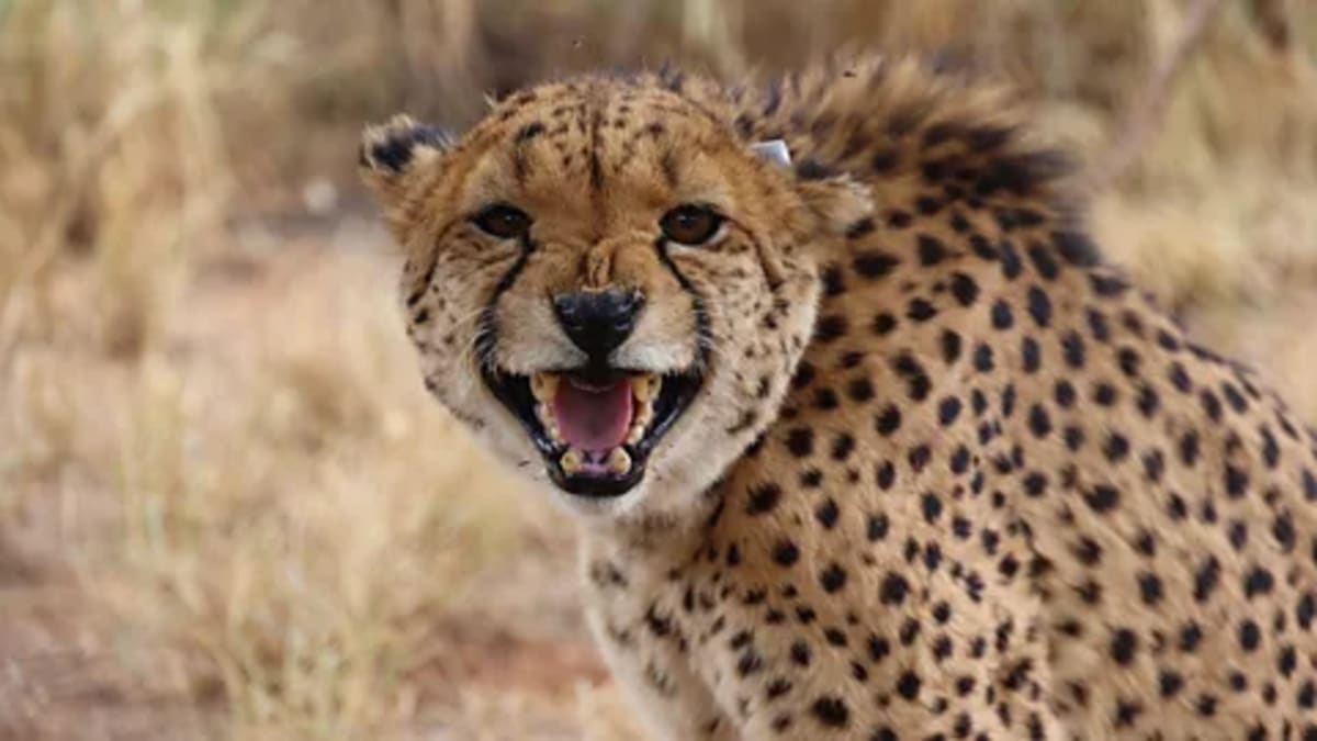 Satellite Tracks Animal Panic to Stop Poachers in Africa - Image 2