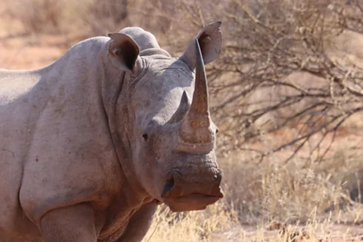Satellite Tracks Animal Panic to Stop Poachers in Africa - Image 4