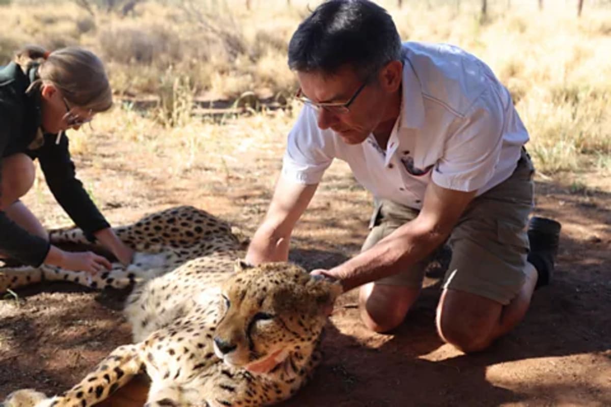 Satellite Tracks Animal Panic to Stop Poachers in Africa - Image 5