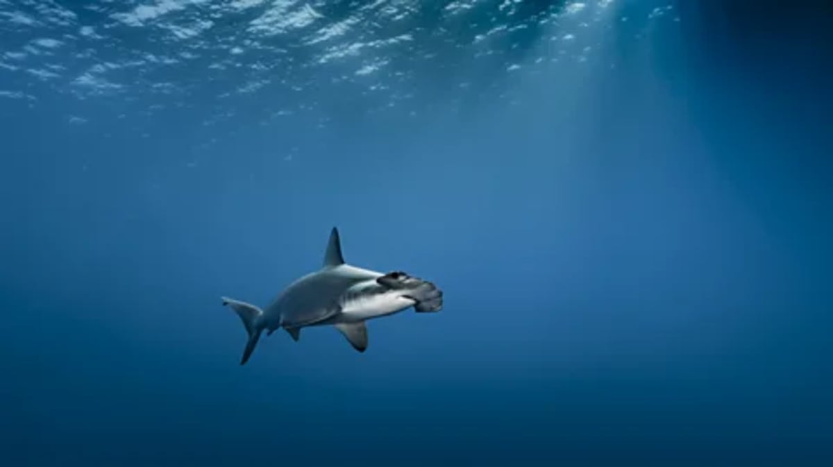 All-Female Fish Thrives 100,000 Years Without Males - Image 3