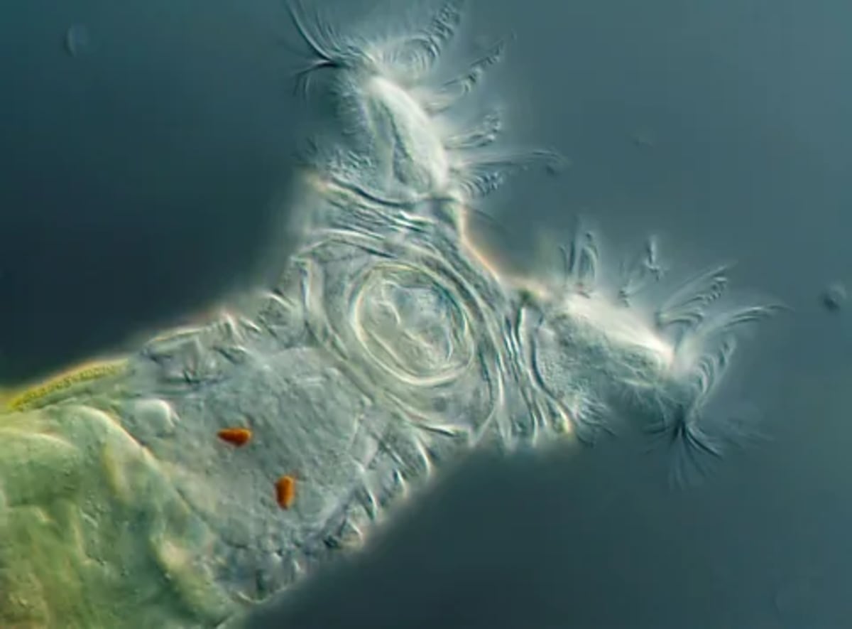 All-Female Fish Thrives 100,000 Years Without Males - Image 4