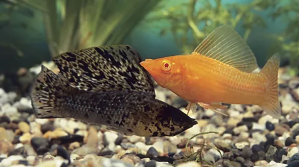 All-Female Fish Thrives 100,000 Years Without Males - Image 5