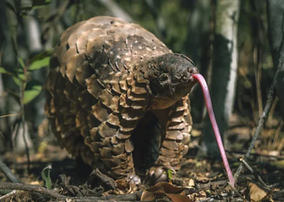 Trafficked Pangolin Pup Stevie Thrives After Wild Release - Image 4
