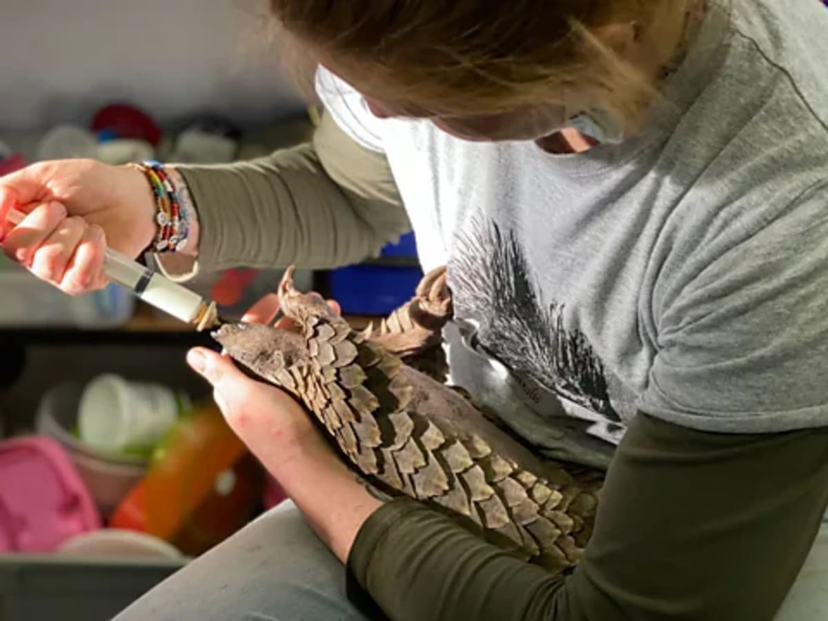 Trafficked Pangolin Pup Stevie Thrives After Wild Release - Image 3