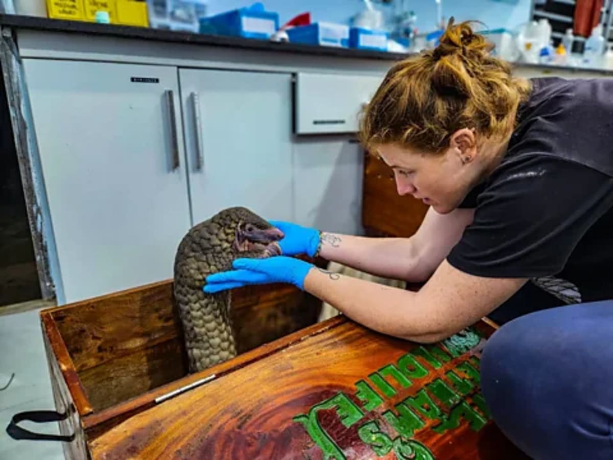 Trafficked Pangolin Pup Stevie Thrives After Wild Release - Image 5