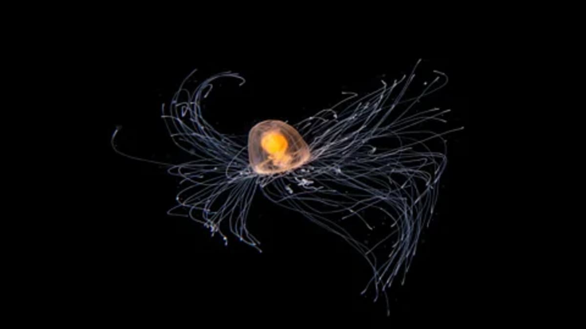Photographer Captures Deep Sea Creatures Rising at Night - Image 4