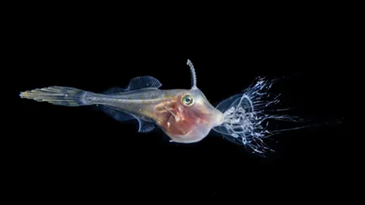 Photographer Captures Deep Sea Creatures Rising at Night - Image 5
