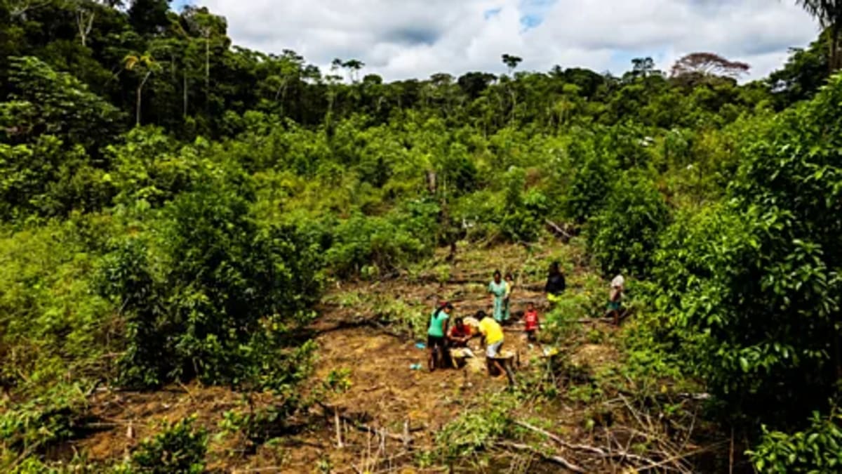 Amazon's 4,500-Year-Old Farms Store Carbon Like Forests - Image 2
