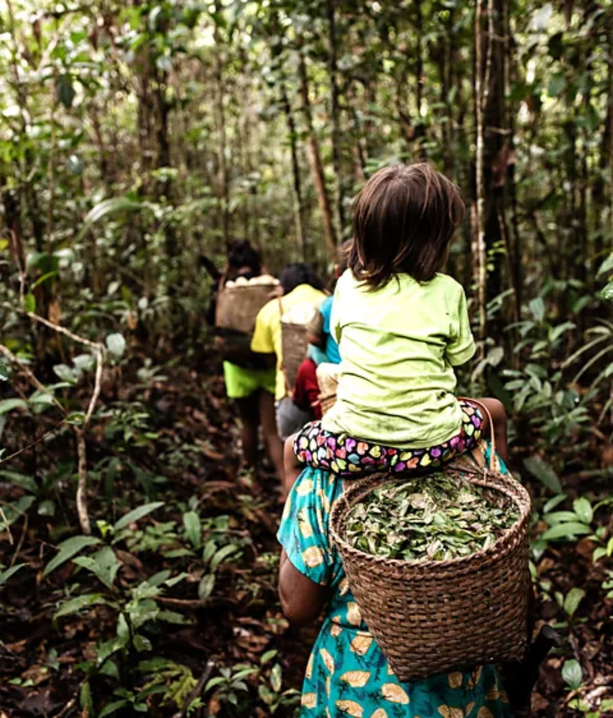Amazon's 4,500-Year-Old Farms Store Carbon Like Forests - Image 3