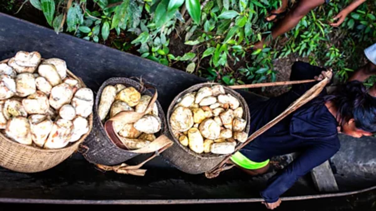 Amazon's 4,500-Year-Old Farms Store Carbon Like Forests - Image 4