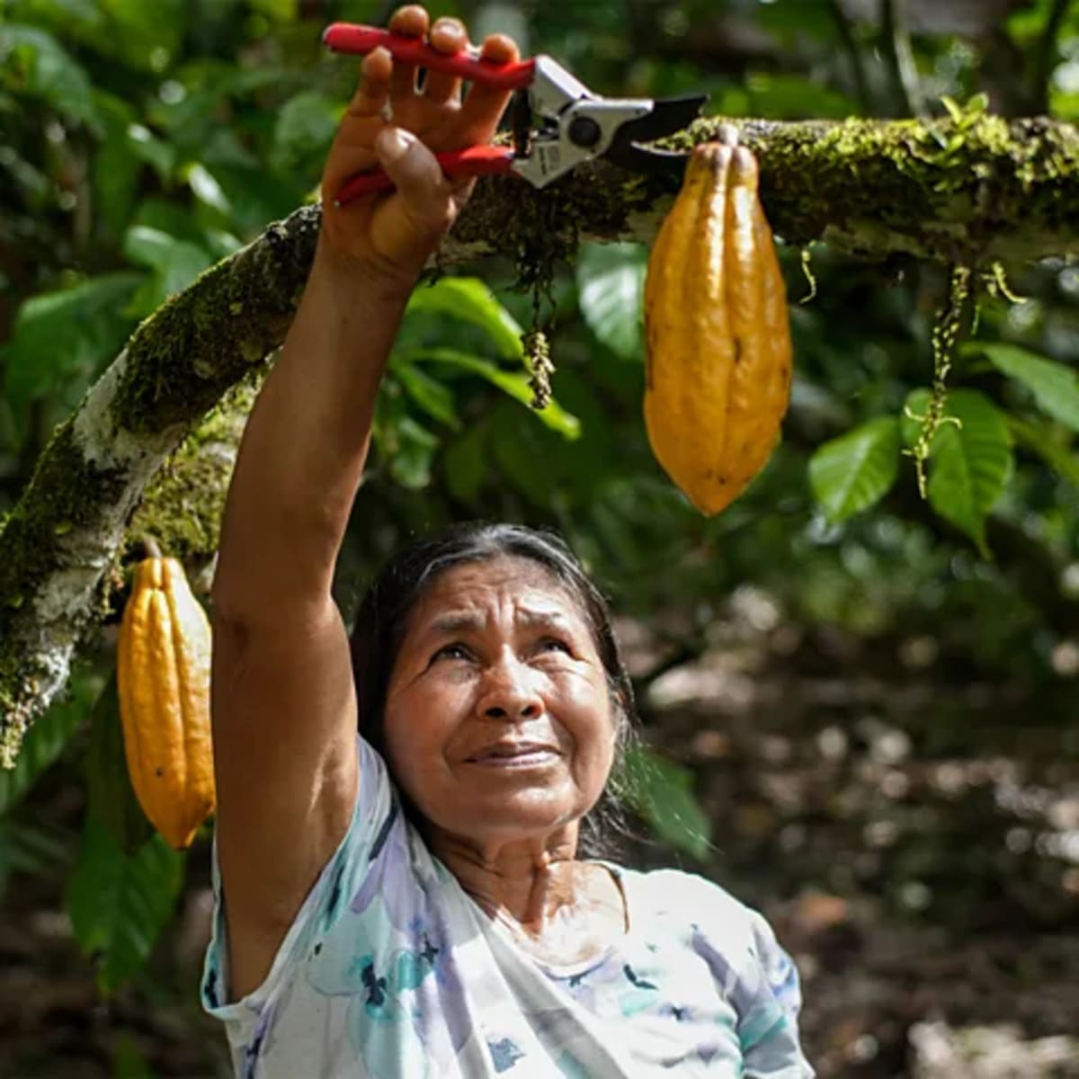 Amazon's 4,500-Year-Old Farms Store Carbon Like Forests - Image 5