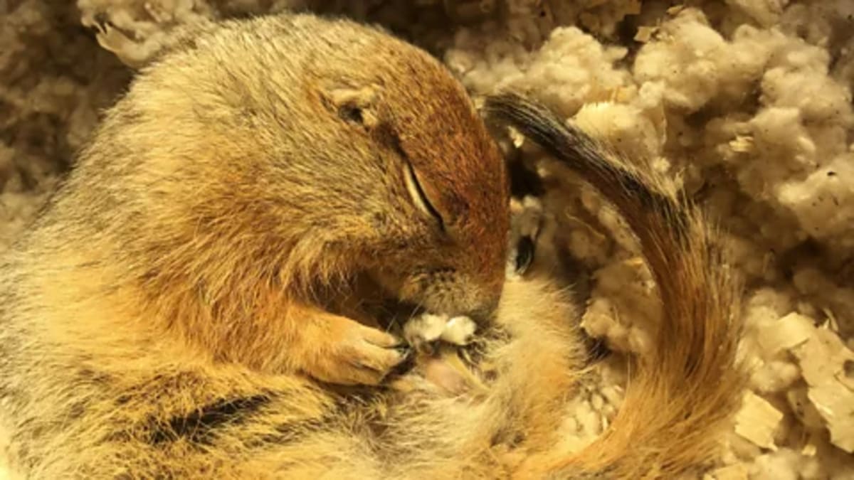 Arctic Squirrels May Help Save Heart Attack Victims - Image 2