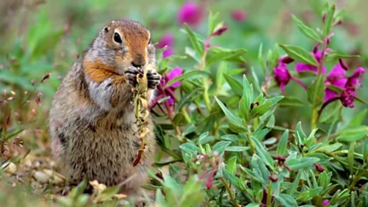 Arctic Squirrel's Frozen Secret May Save Heart Attack Lives - Image 3