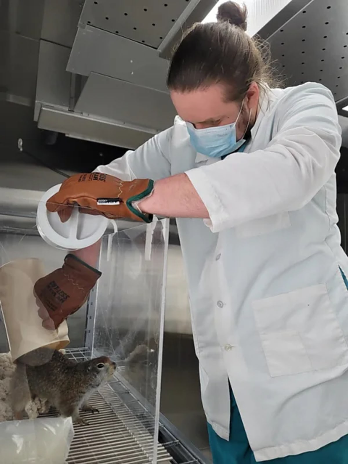 Arctic Squirrels May Help Save Heart Attack Victims - Image 4