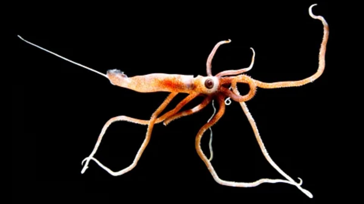 Trillions of Ocean Creatures Migrate Nightly in Climate Win - Image 2