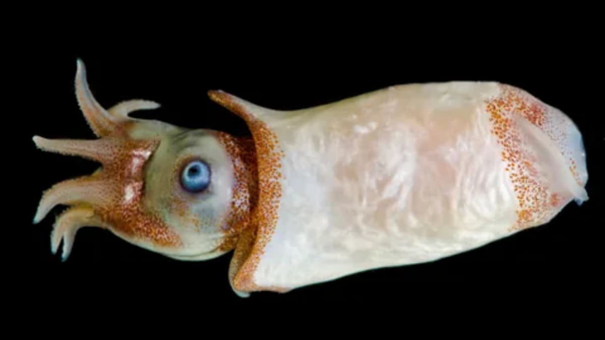 Trillions of Ocean Creatures Migrate Nightly in Climate Win - Image 4