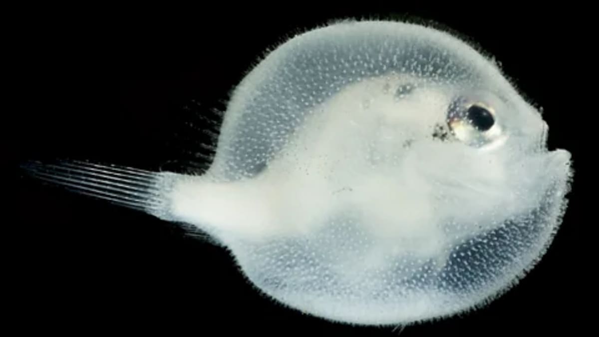 Trillions of Ocean Creatures Migrate Nightly in Climate Win - Image 5