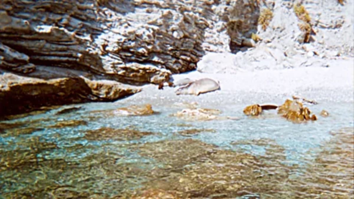 Greek Prison Island Now Shelters 70 Rare Monk Seals - Image 4