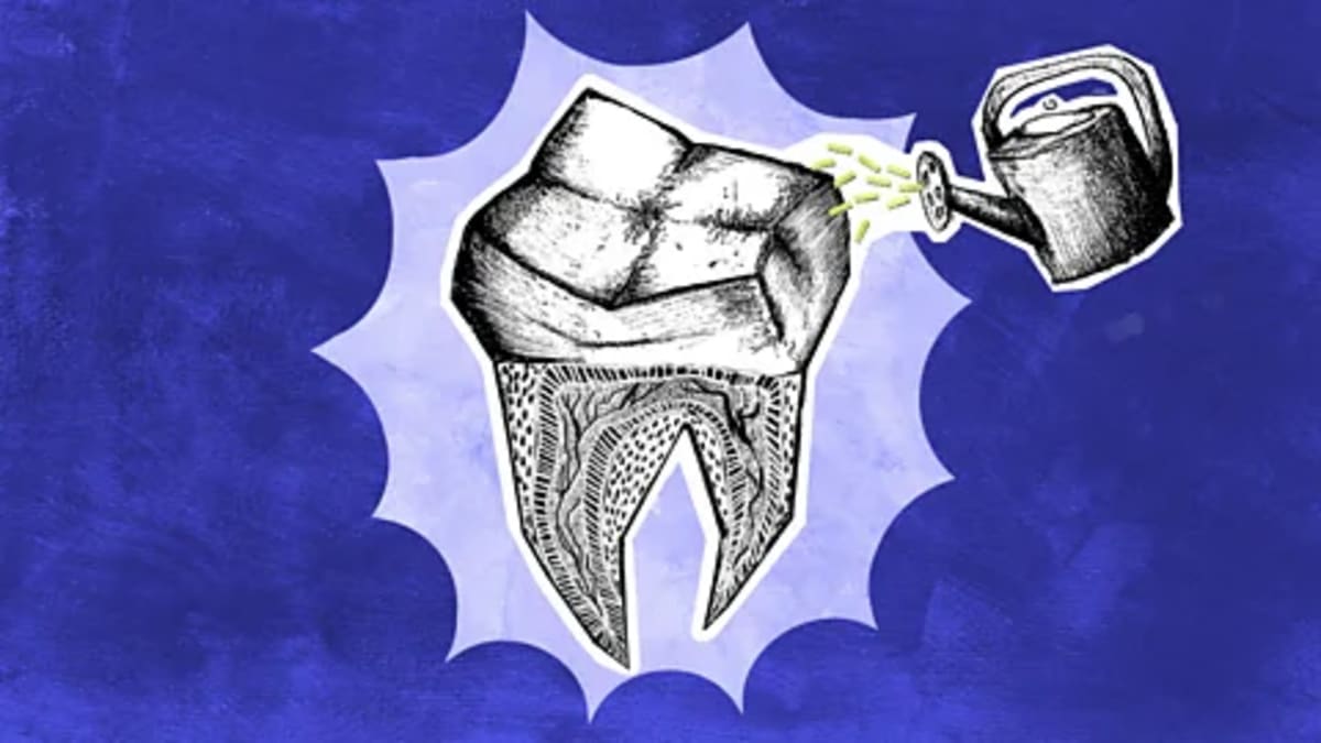 Scientists Grow Human Teeth to Replace Fillings, Implants - Image 2