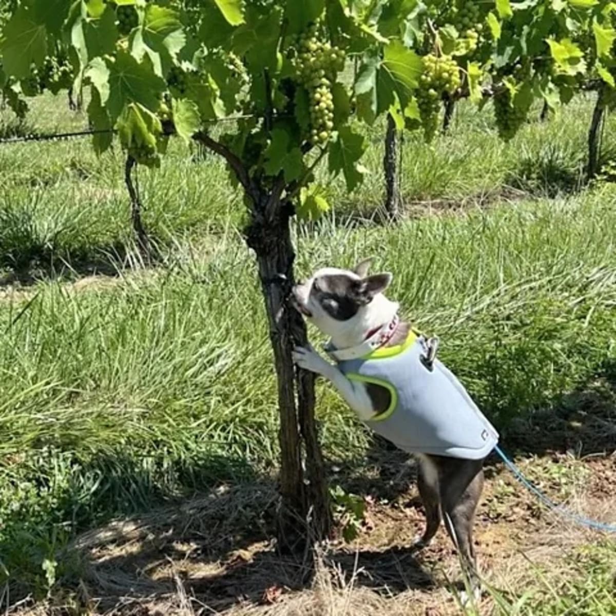 Pet Dogs Now Sniffing Out Invasive Bugs to Save US Vineyards - Image 4
