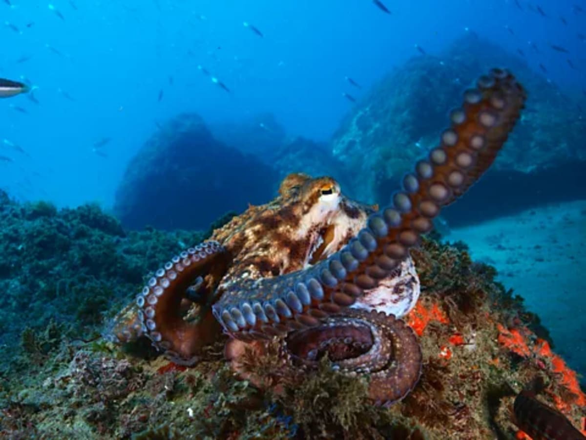 World's First Octopus Farm Scrapped After Global Pushback - Image 2