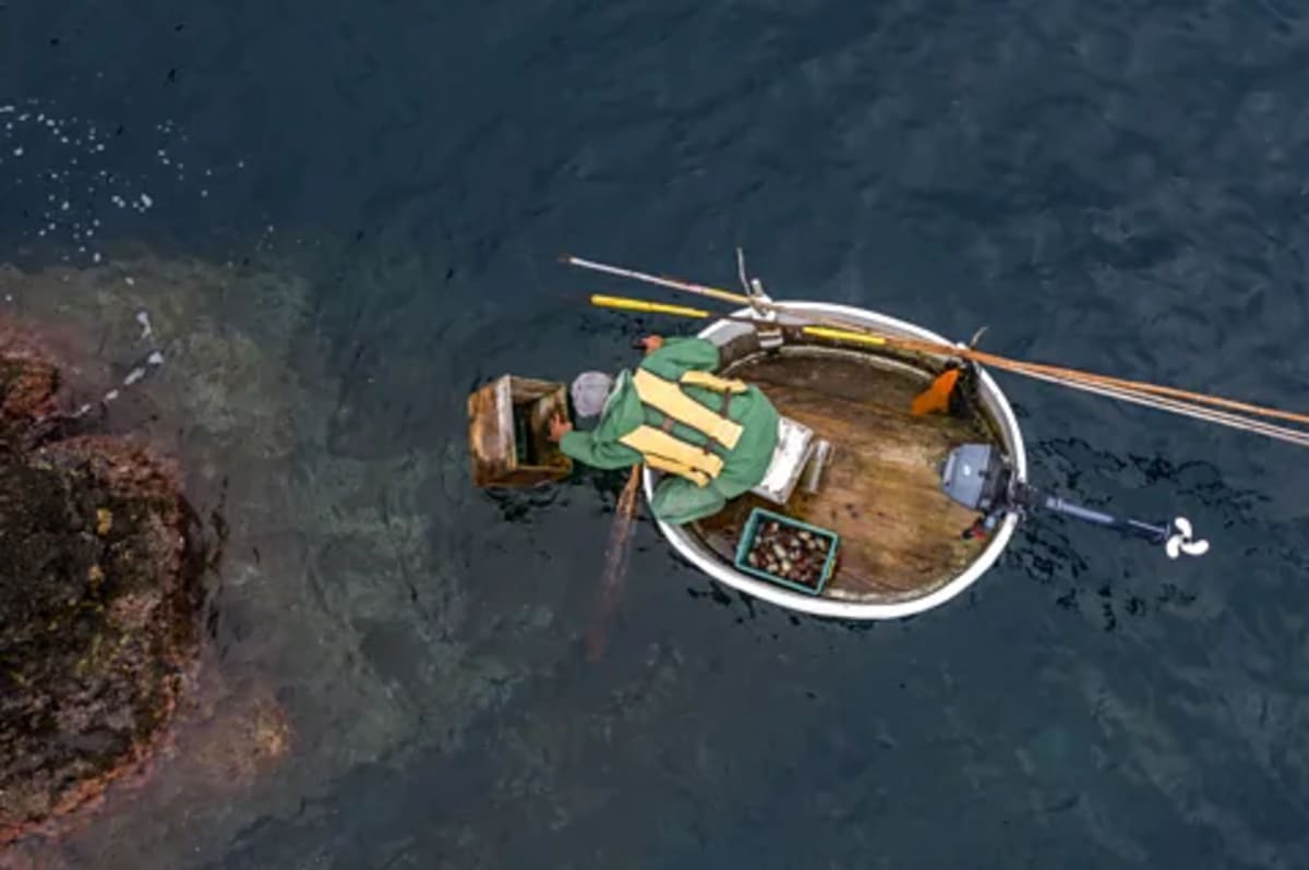 World's First Octopus Farm Scrapped After Global Pushback - Image 4