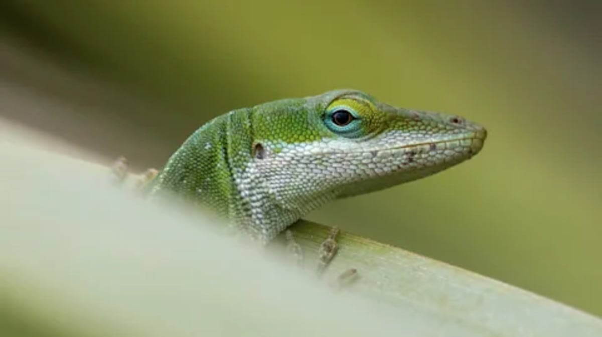 City Animals Evolving Super Fast to Survive Humans - Image 2