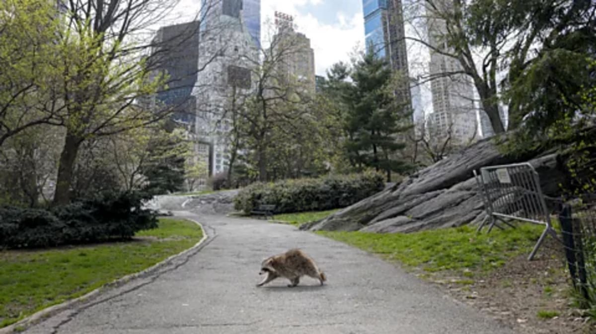 City Animals Evolving Super Fast to Survive Humans - Image 4