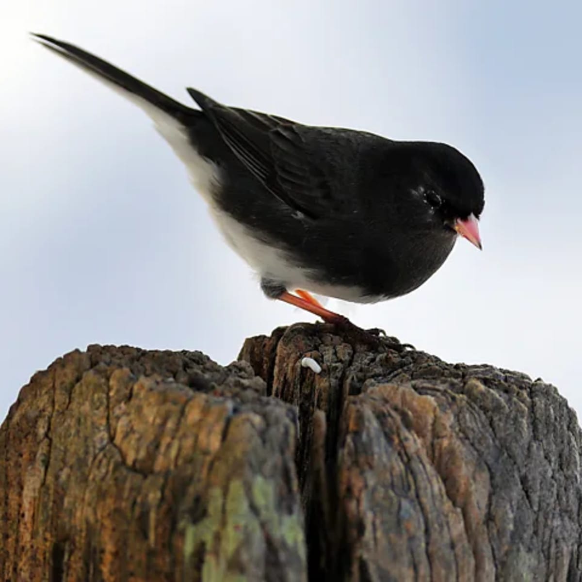 City Animals Evolving Super Fast to Survive Humans - Image 5