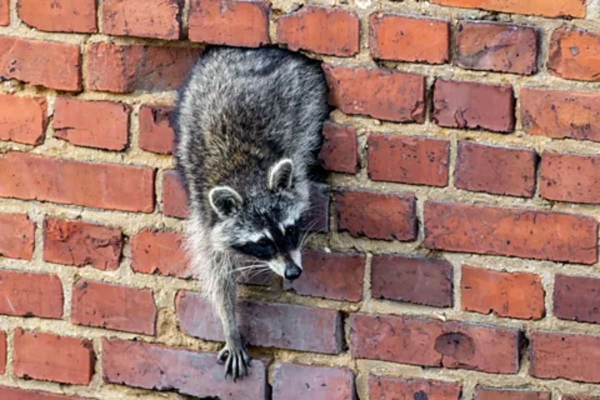 Germany's Raccoons Get a Fresh Start After Nazi Myth Busted - Image 2