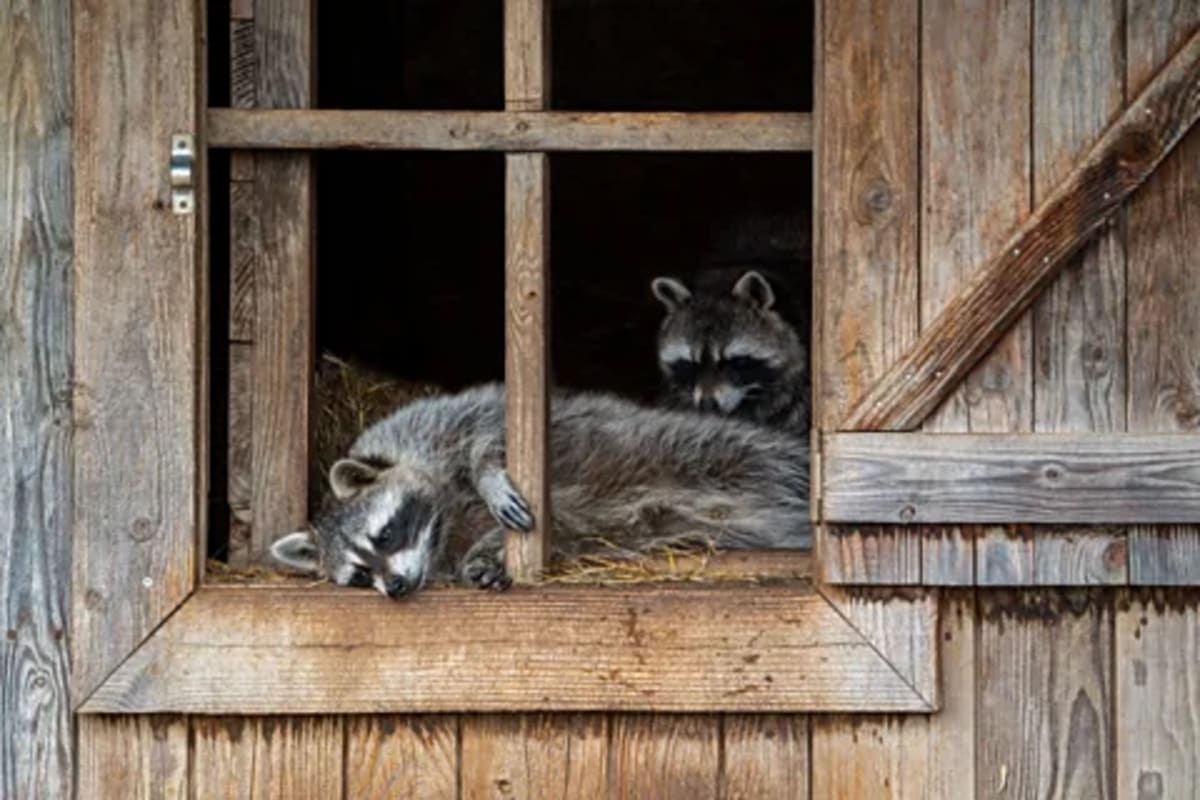 Germany's Raccoons Get a Fresh Start After Nazi Myth Busted - Image 3