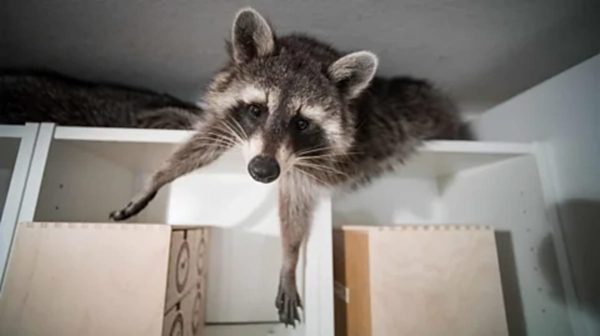 Germany's Raccoons Get a Fresh Start After Nazi Myth Busted - Image 4