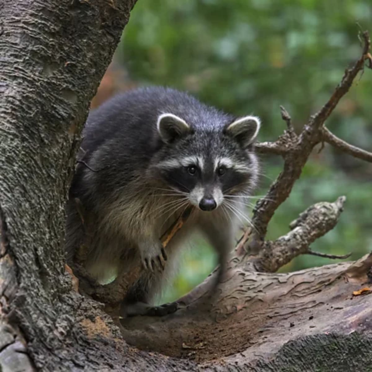 Germany's Raccoons Get a Fresh Start After Nazi Myth Busted - Image 5