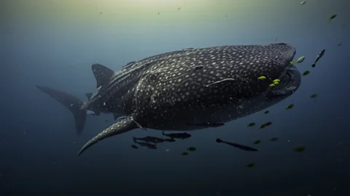 Indonesia Finds Rare Baby Whale Shark in Key Discovery - Image 2