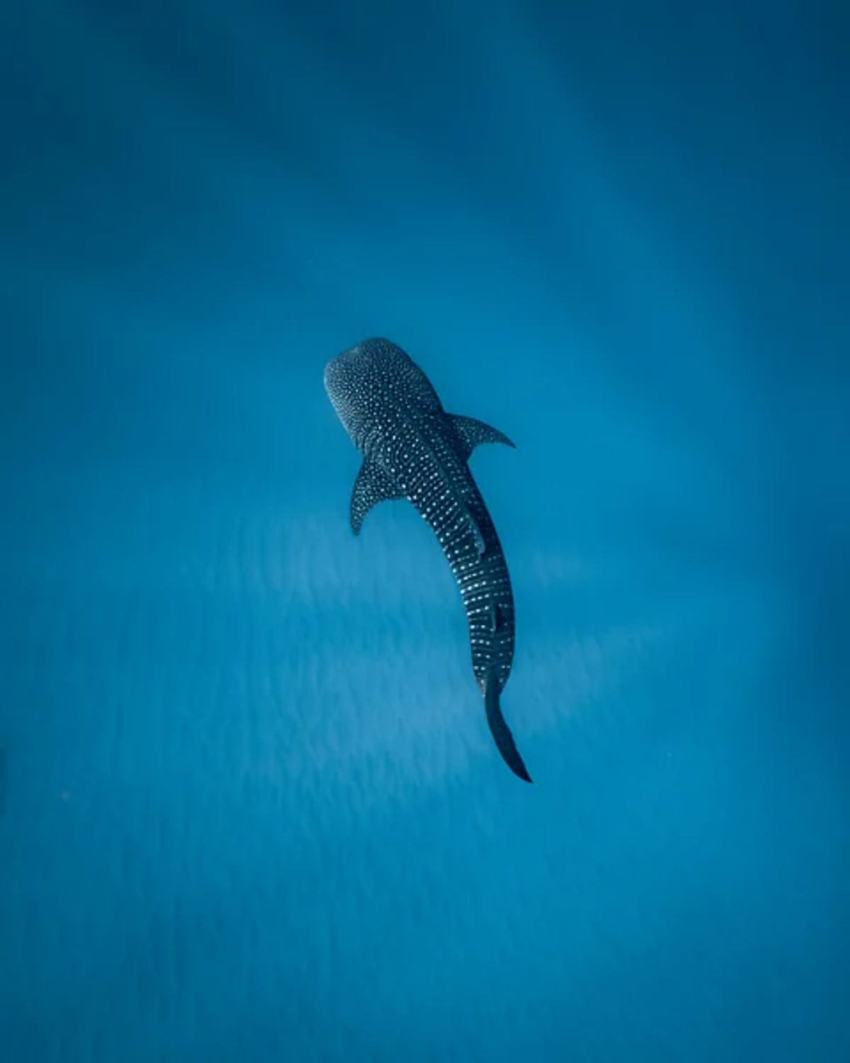Indonesia Finds Rare Baby Whale Shark in Key Discovery - Image 4