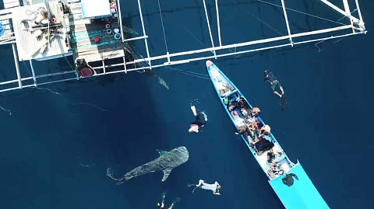 Indonesia Finds Rare Baby Whale Shark in Key Discovery - Image 5