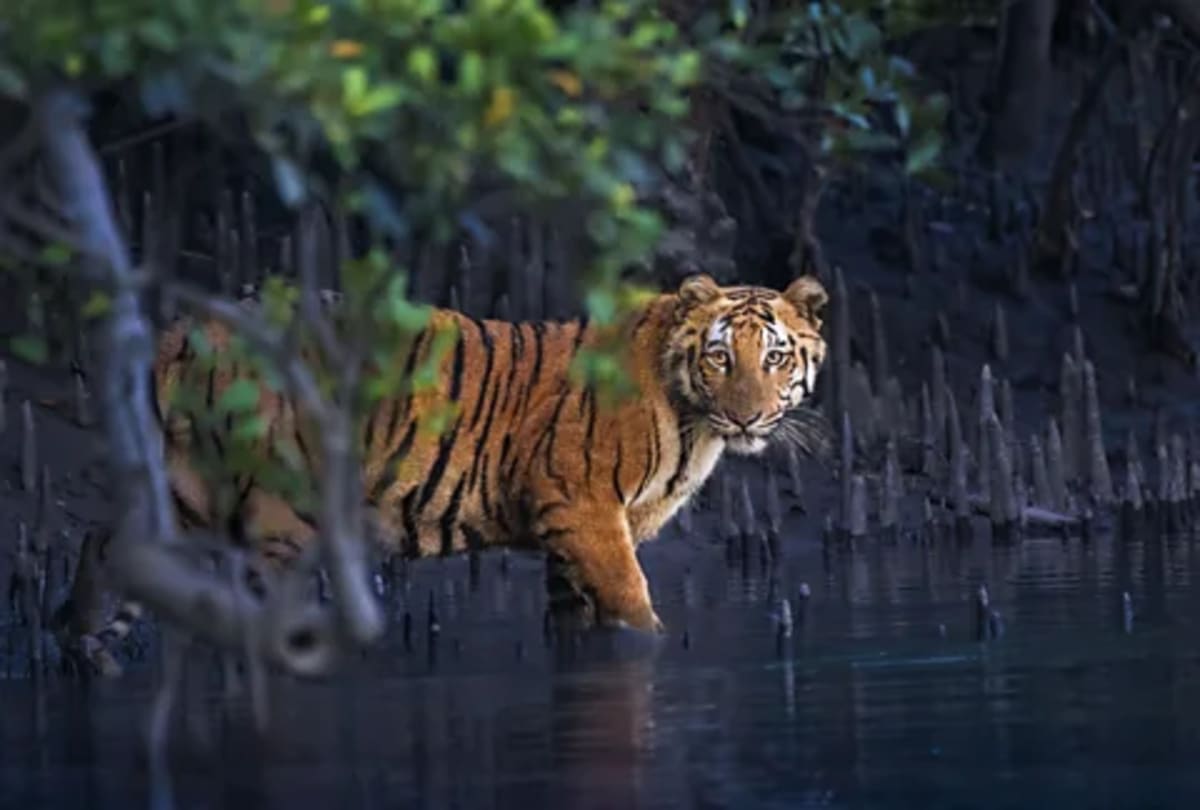 2026 Mangrove Photo Awards Reveal Hidden Wildlife Havens - Image 2