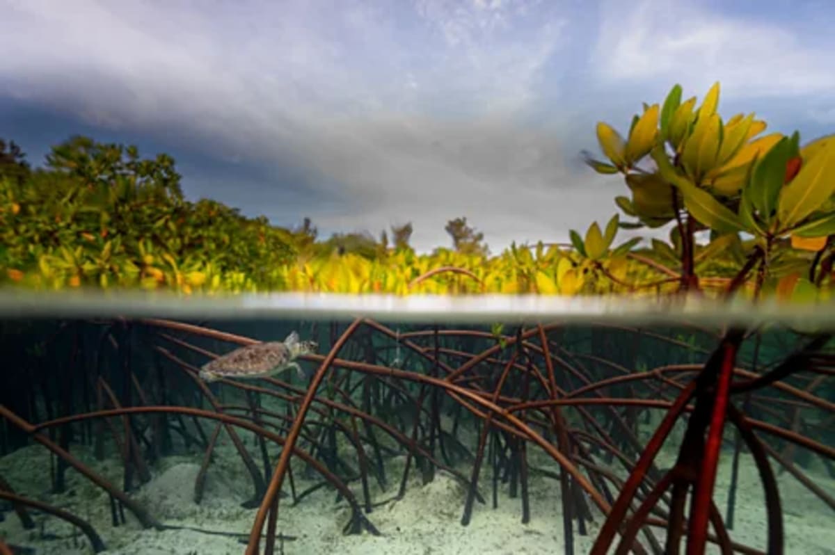 2026 Mangrove Photo Awards Reveal Hidden Wildlife Havens - Image 4