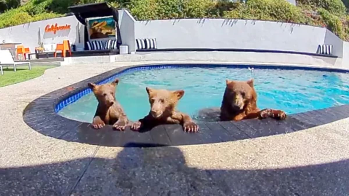 LA Couple Shares Pool With Wild Bears in Perfect Harmony - Image 2