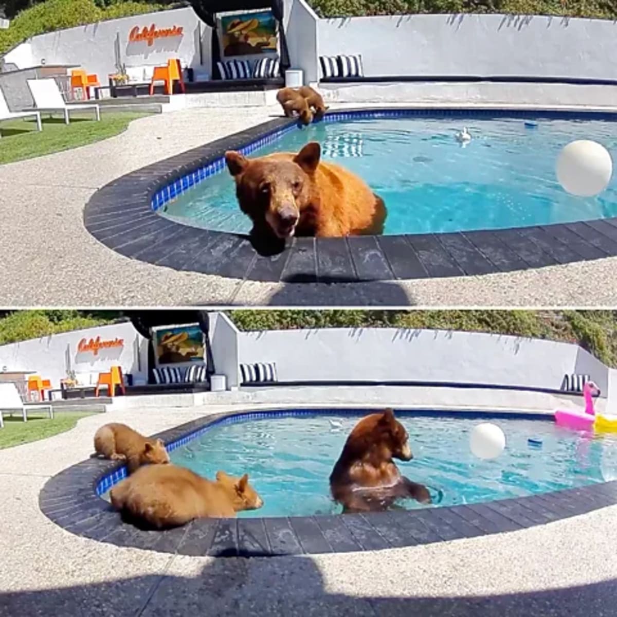 LA Couple Shares Pool With Wild Bears in Perfect Harmony - Image 3