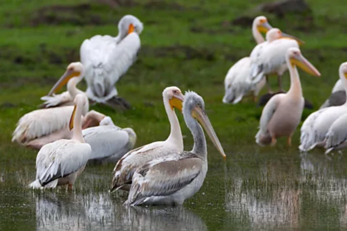 Scientists Save Turkey's Last Lakes for Migrating Birds - Image 3