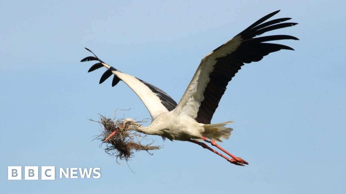 White storks standing on large nest built on tall structure at industrial estate