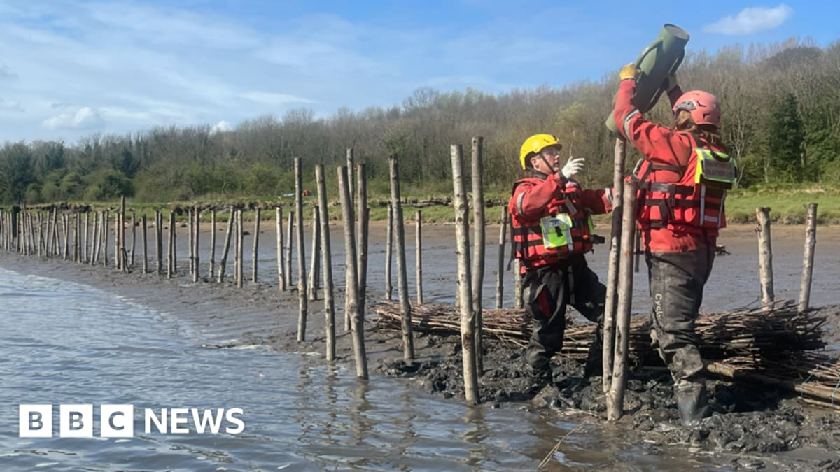 Newcastle Restores Lost Saltmarshes Along River Tyne
