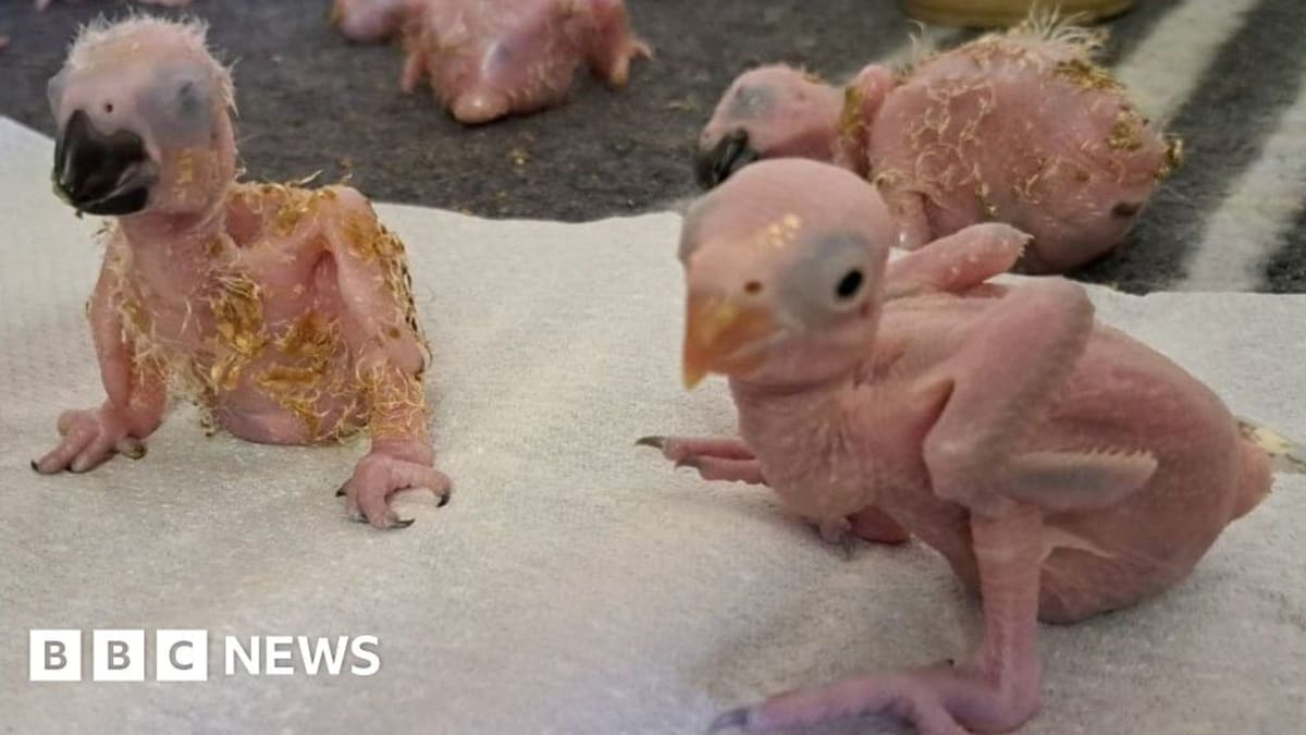 Rescued Parrot Eggs Hatch After Airport Smuggling Bust