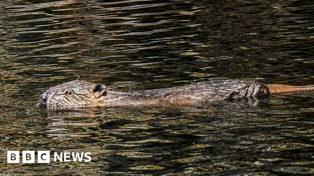 Beaver dam creating wetland pond in English countryside during dry weather conditions